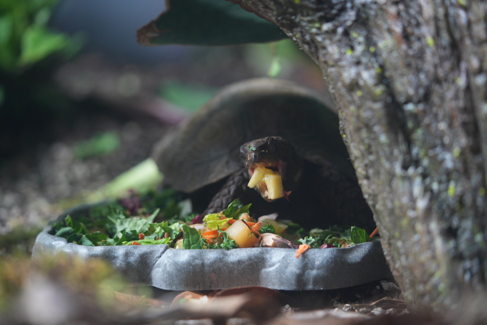 Asian Forest Tortise