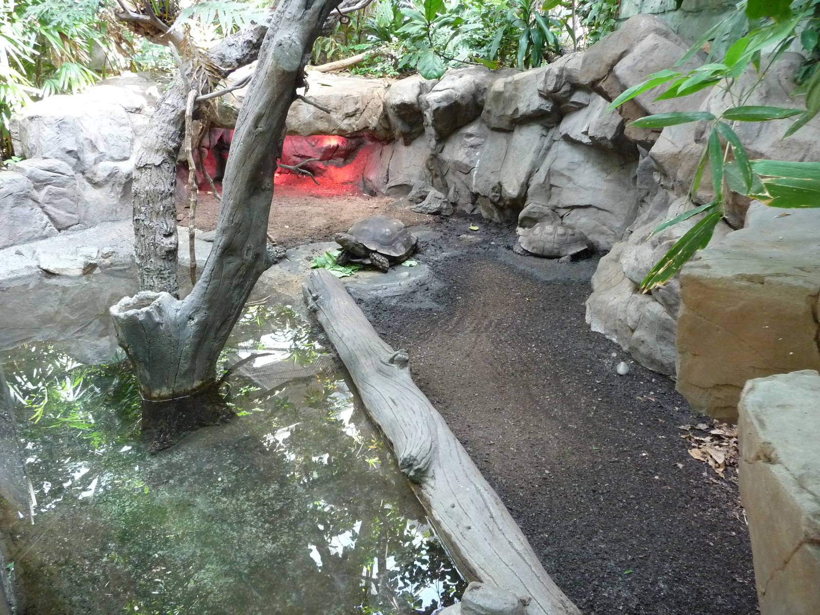 Asian Forest Tortoise Exhibit - Minnesota Zoo