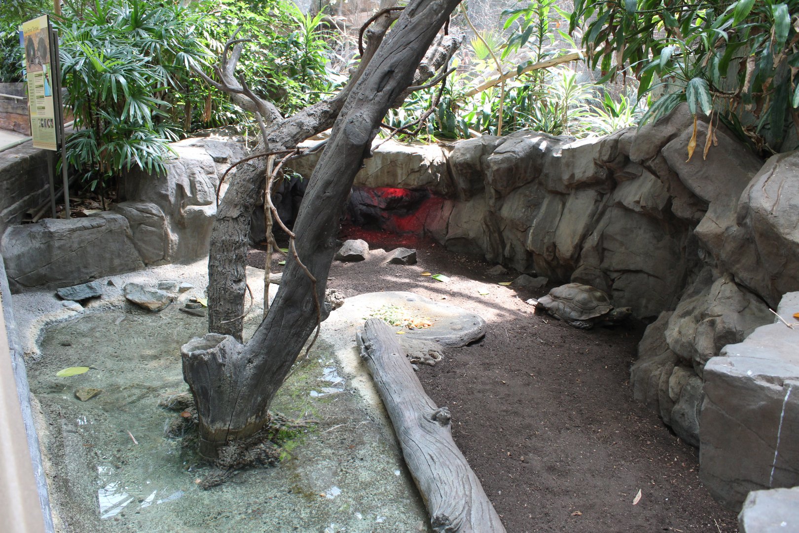 Asian Forest Tortoise Exhibit - Tropics Trail