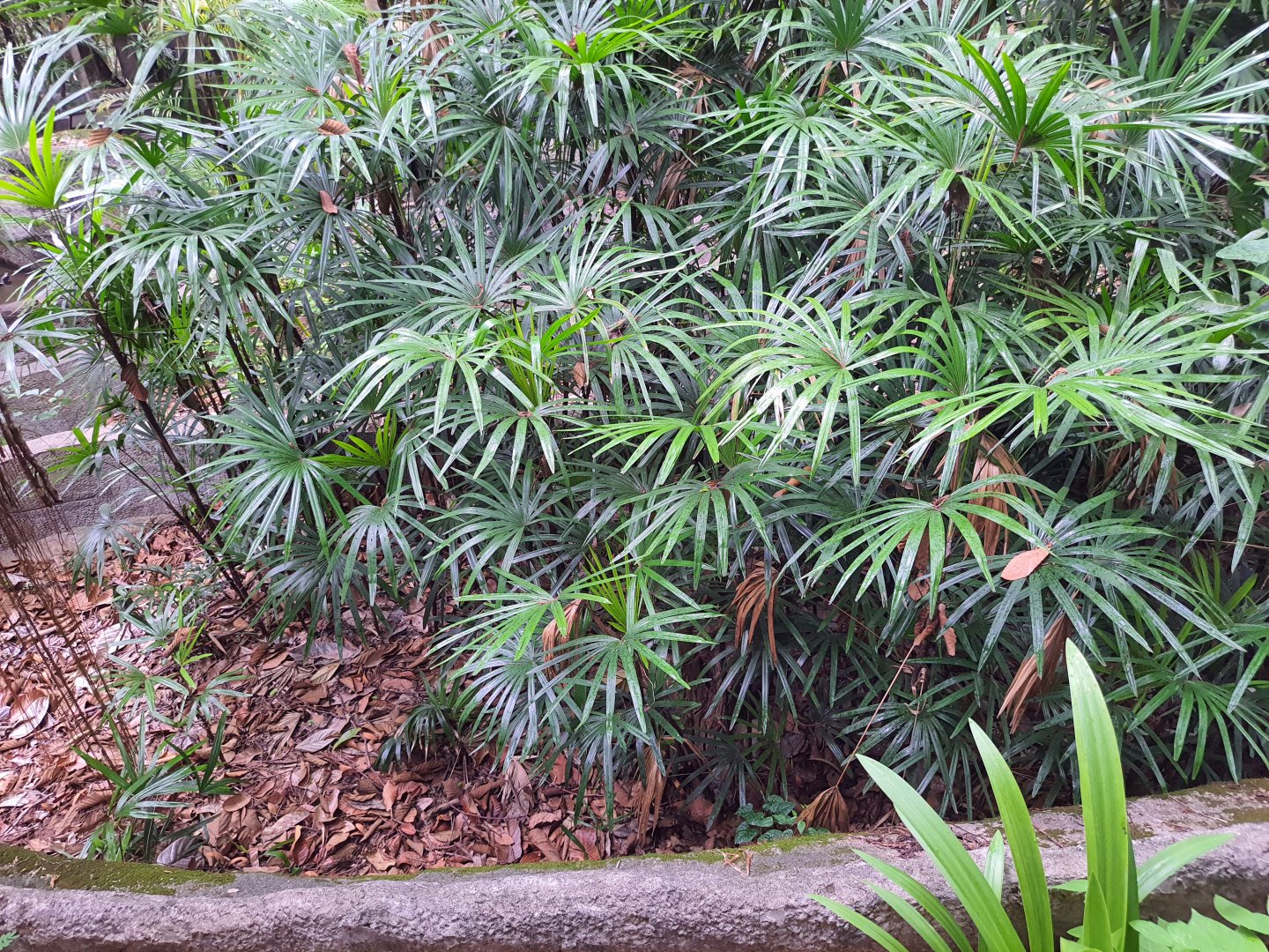 Asian Forest Tortoise Exhibit