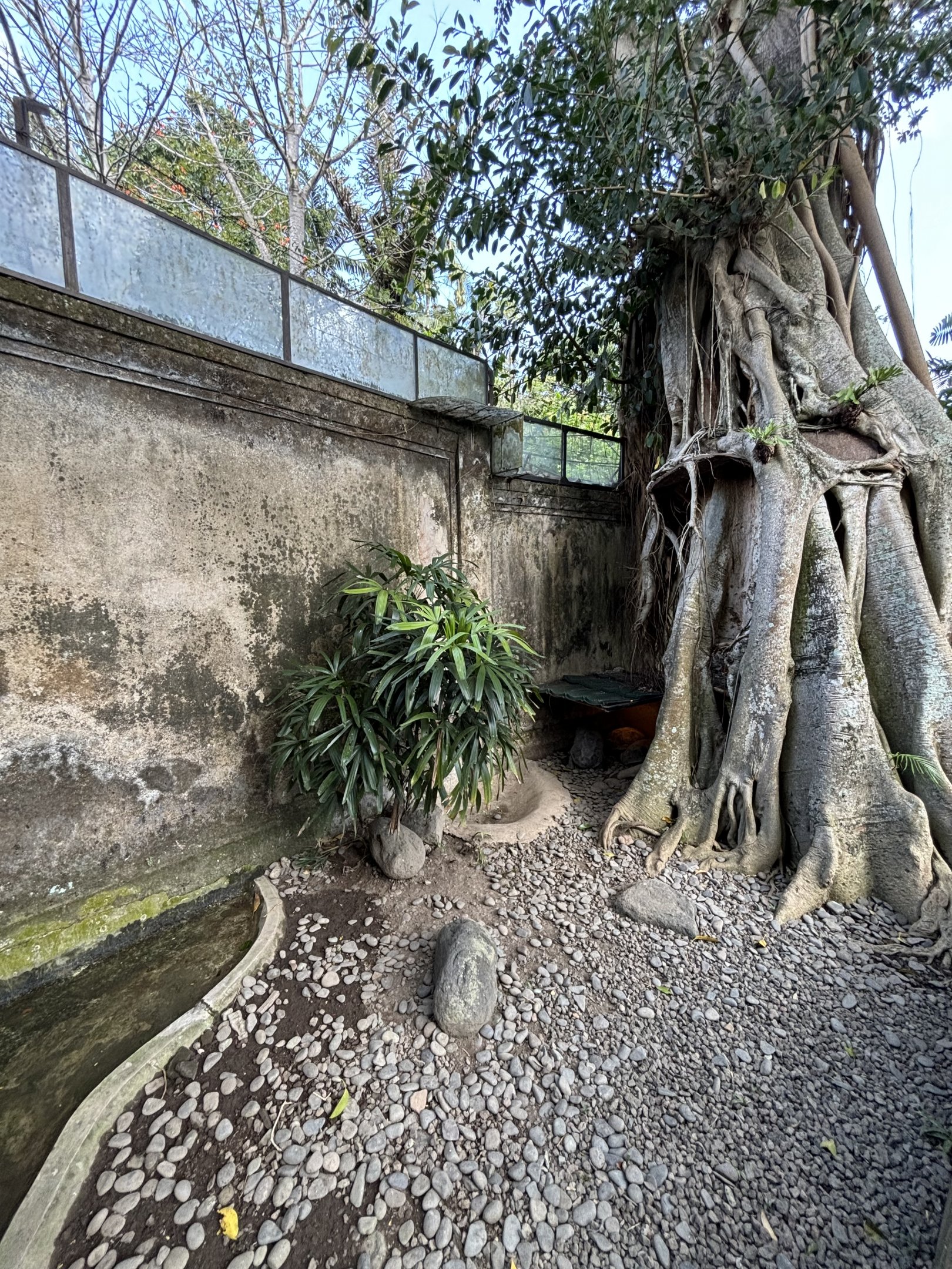 Asian Forest Tortoise Exhibit