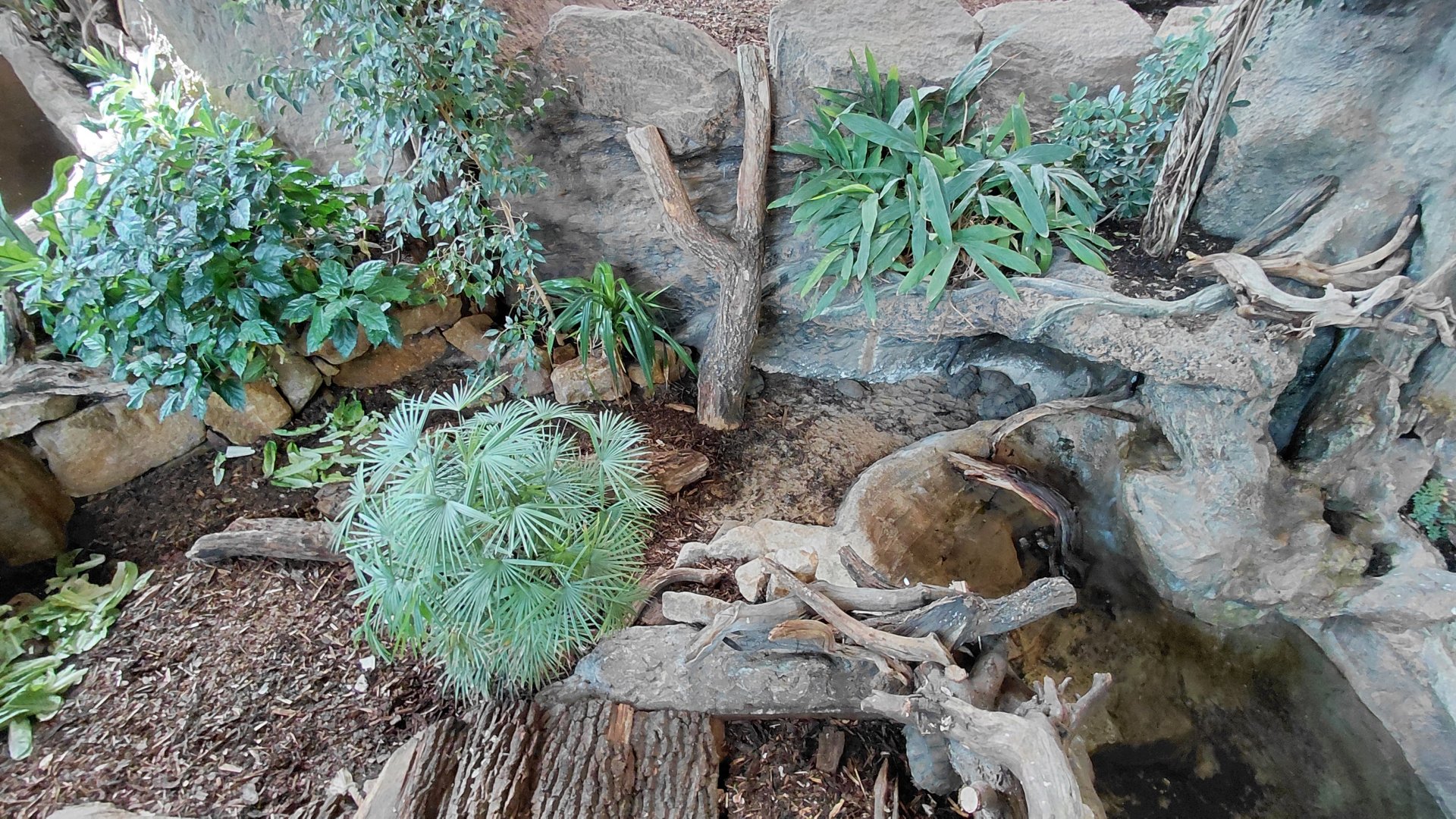 Asian forest tortoise exhibit