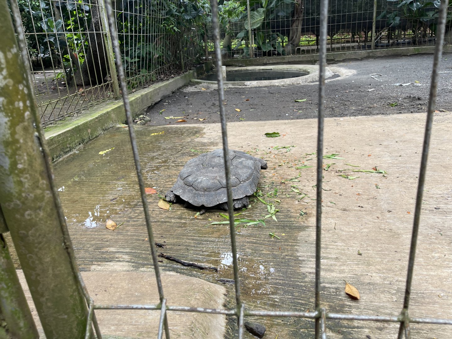 asian forest tortoise (manouria emys) (1)