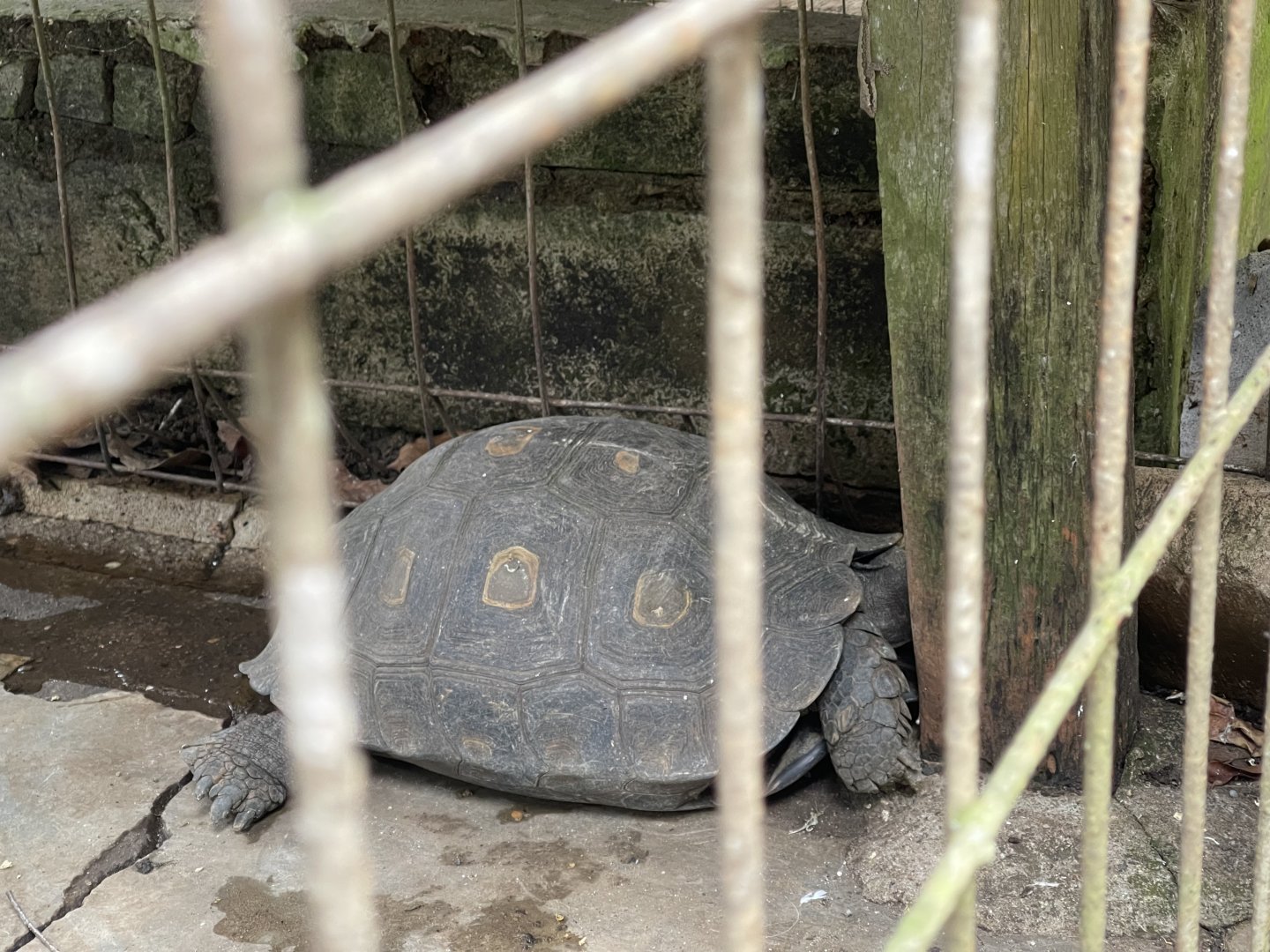 asian forest tortoise (manouria emys) (2)