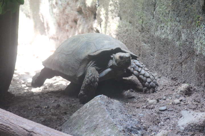 Asian forest tortoise (Manouria emys emys)