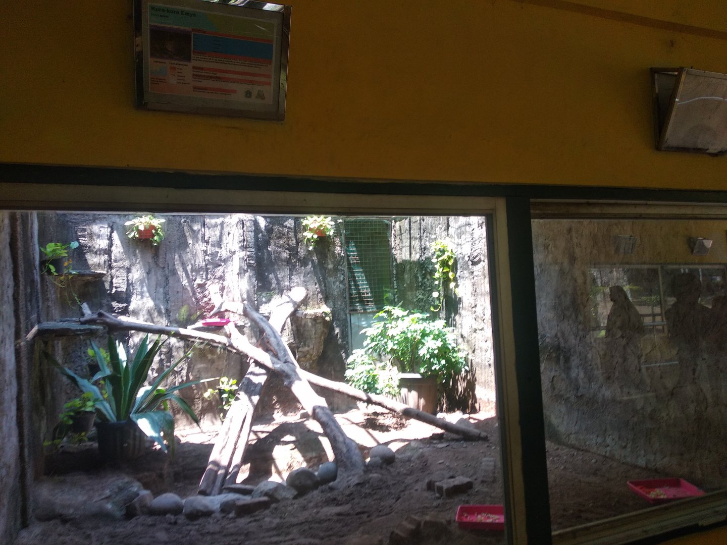 Asian forest tortoise (Manouria emys) exhibit