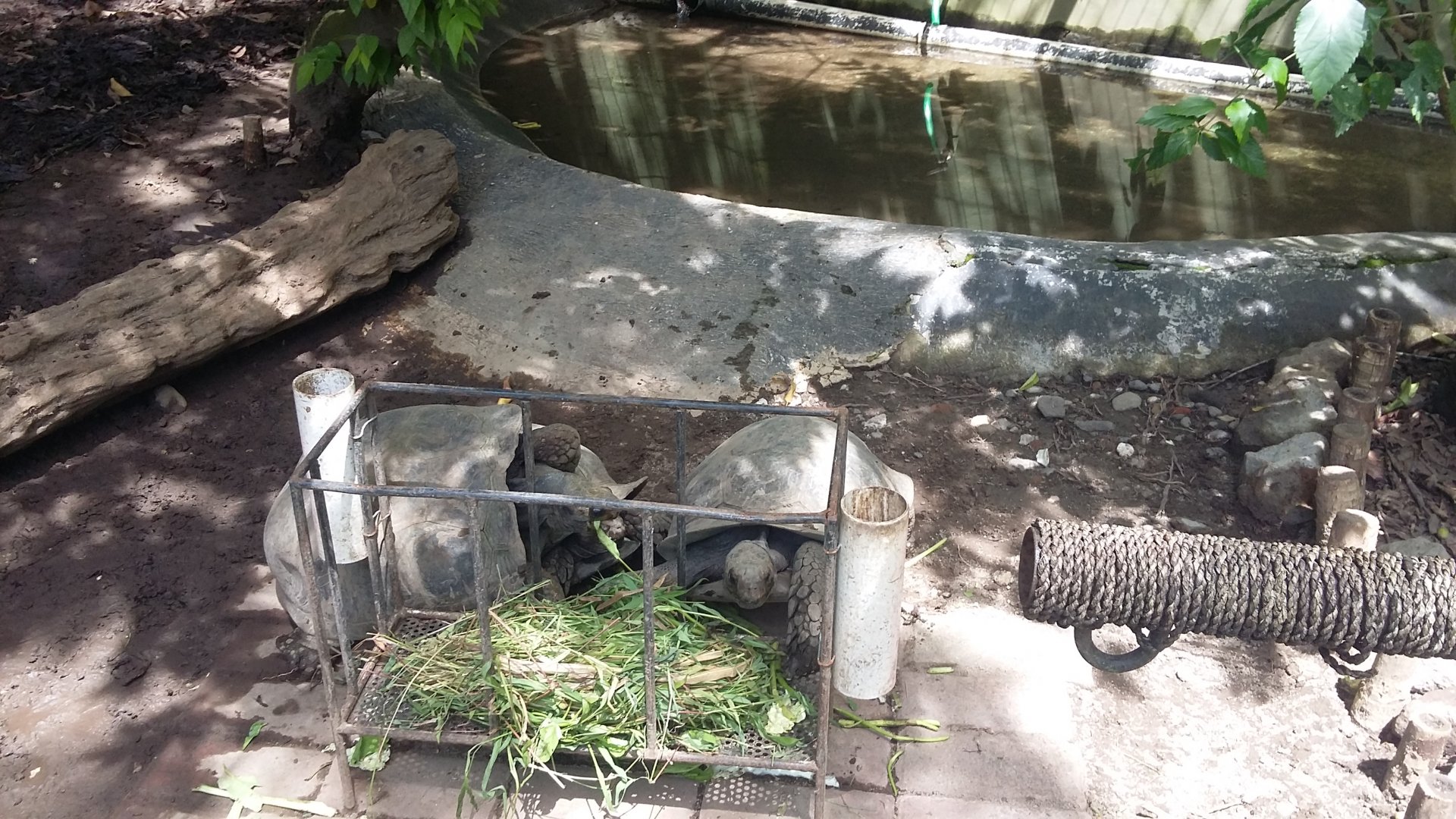 Asian forest tortoise (Manouria emys)