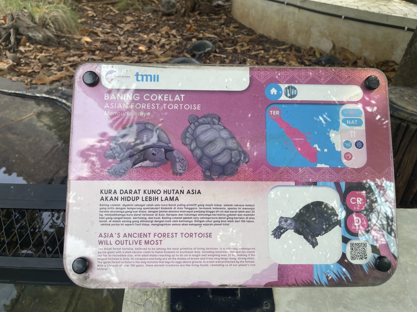 asian forest tortoise - museum komodo