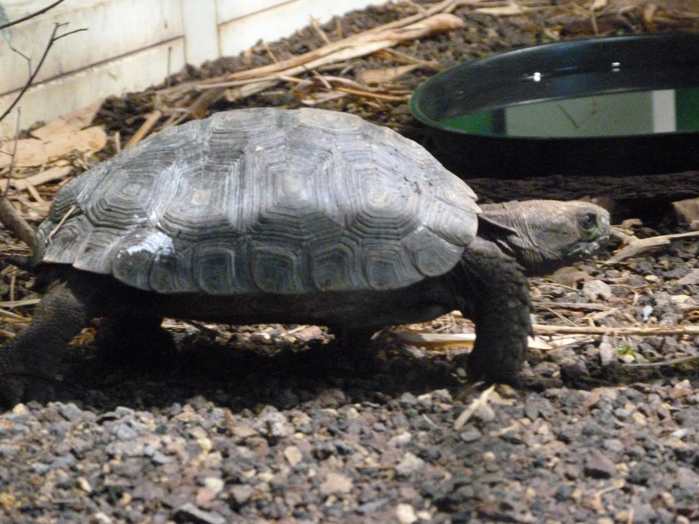 Asian forest tortoise -Tierpark Berlin (2024)