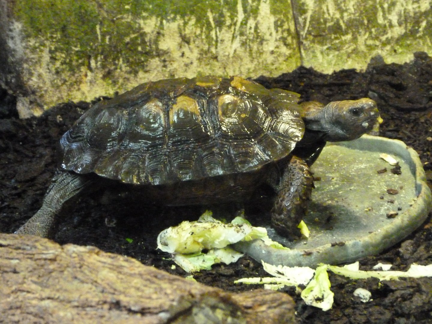 Asian forest tortoise -Zoo d'Asson (2025)