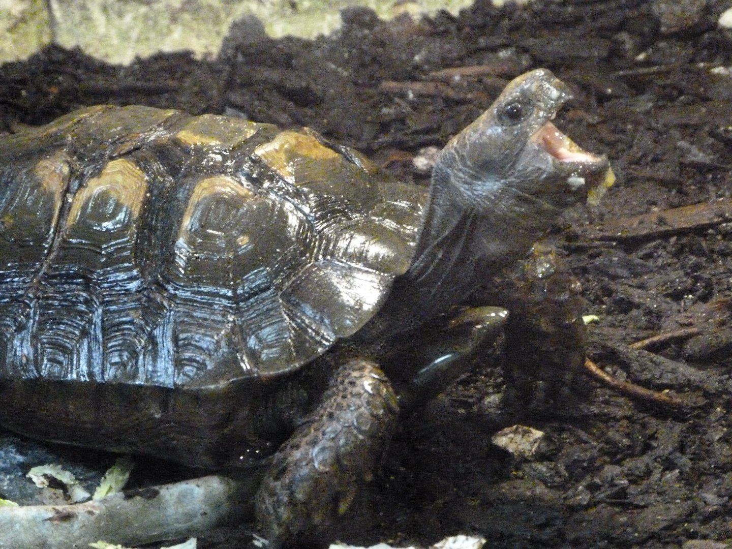 Asian forest tortoise -Zoo d'Asson (2025)