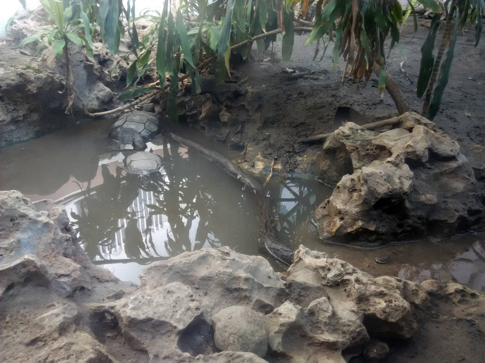 Asian forest tortoise