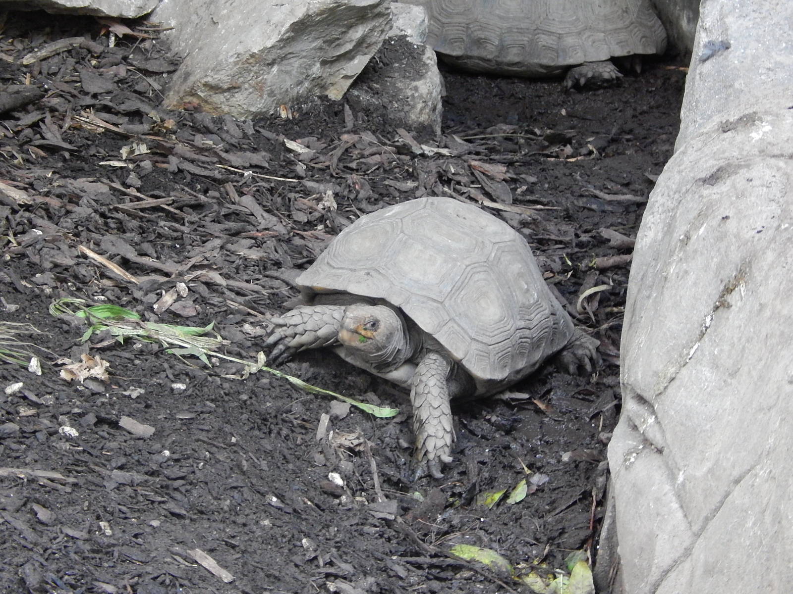 Asian Forest Tortoise