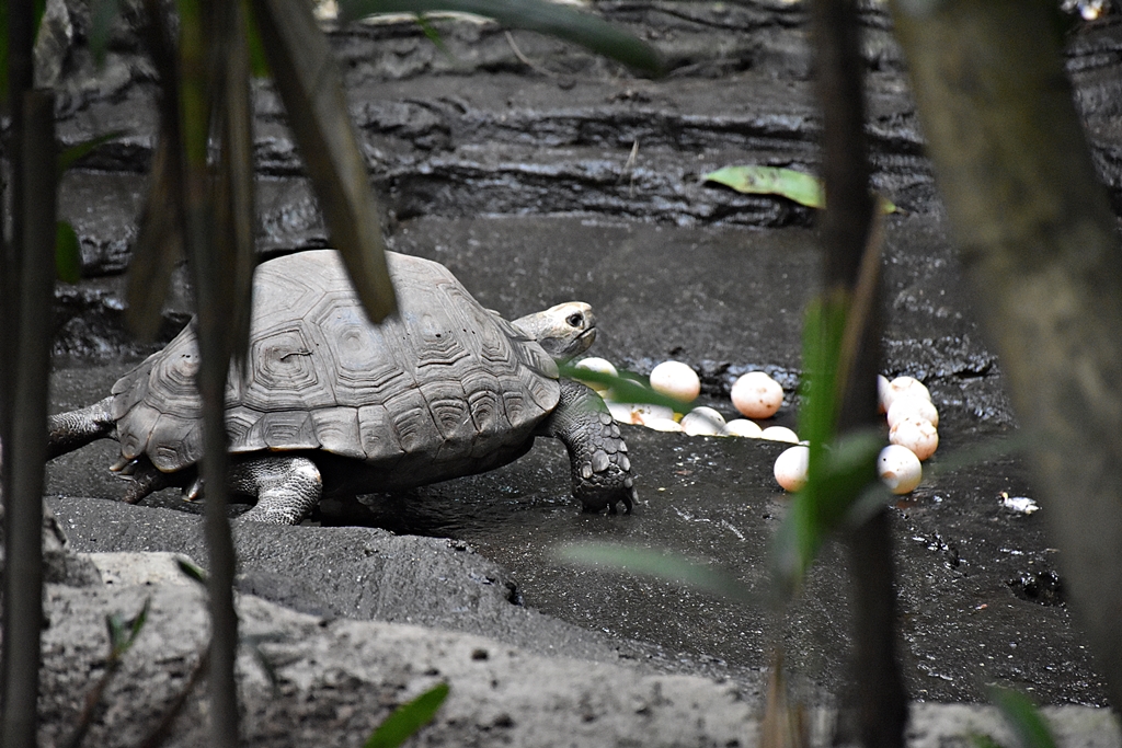 Asian forest tortoise