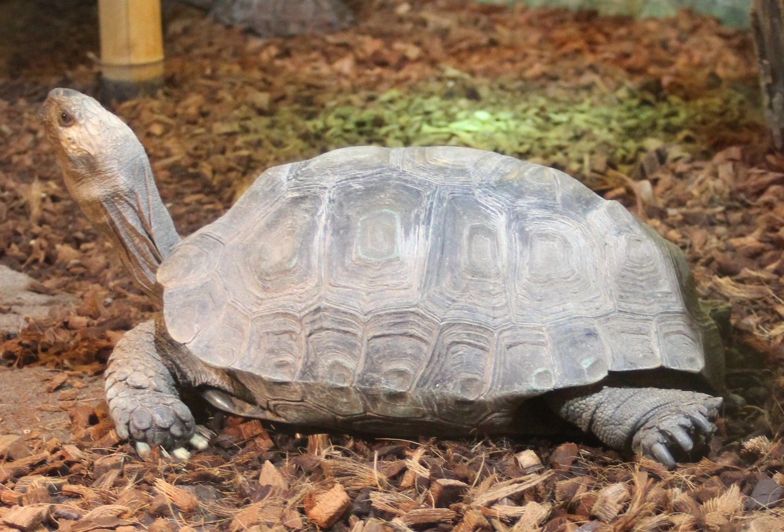 Asian forest tortoise