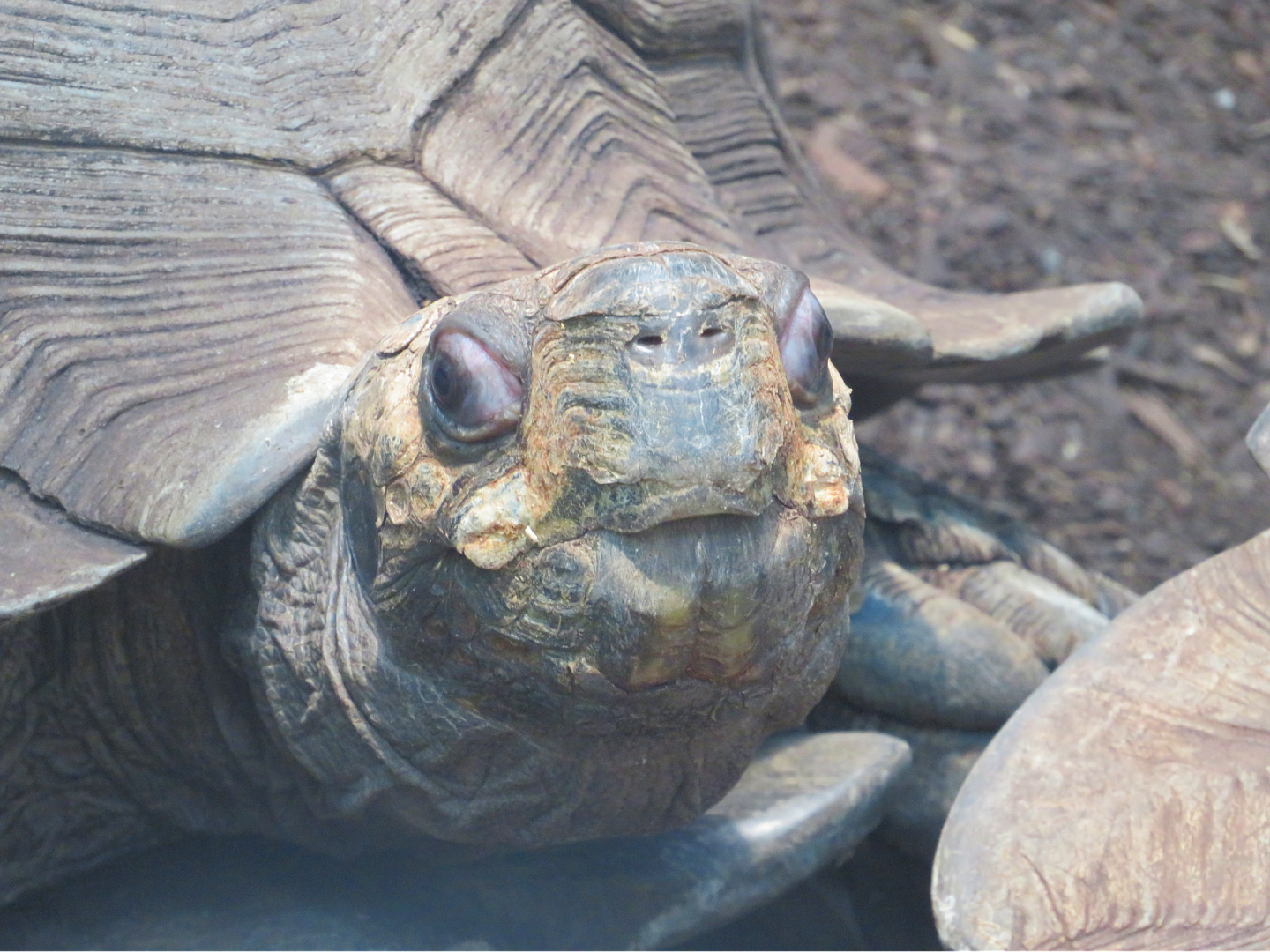 Asian forest tortoise