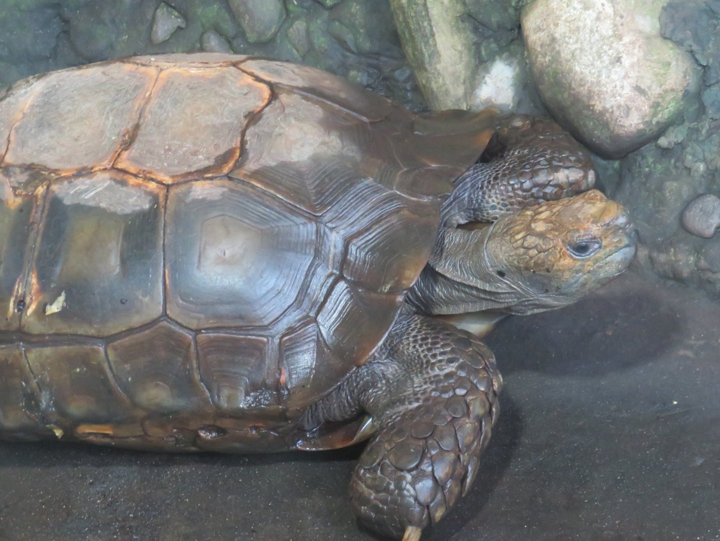 Asian forest tortoise