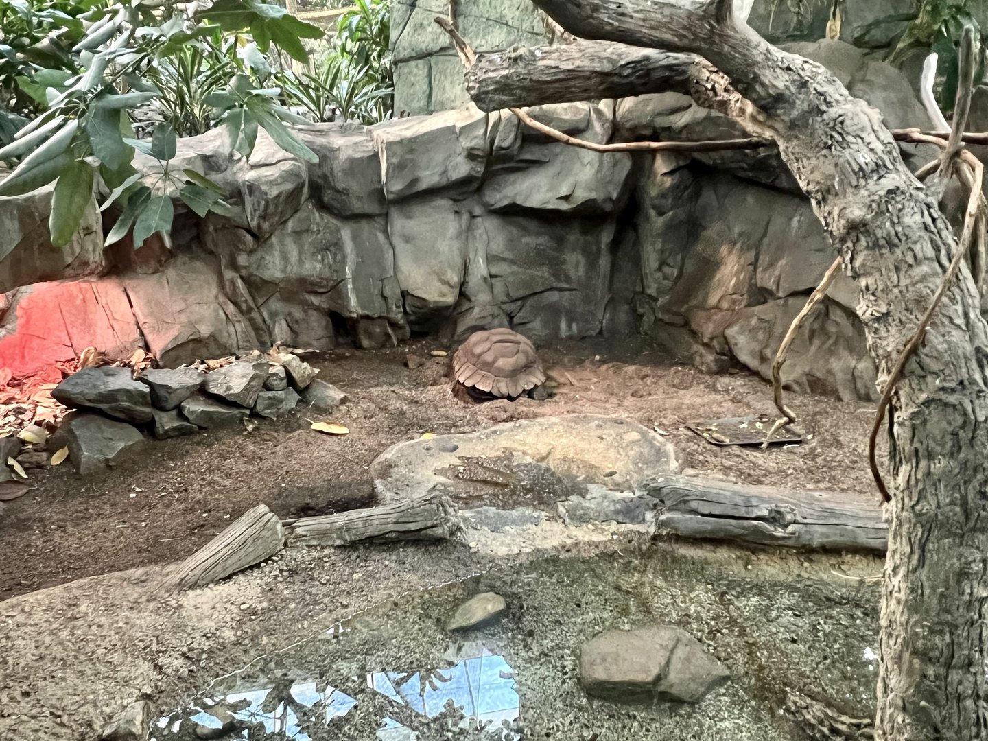 Asian Forest Tortoise