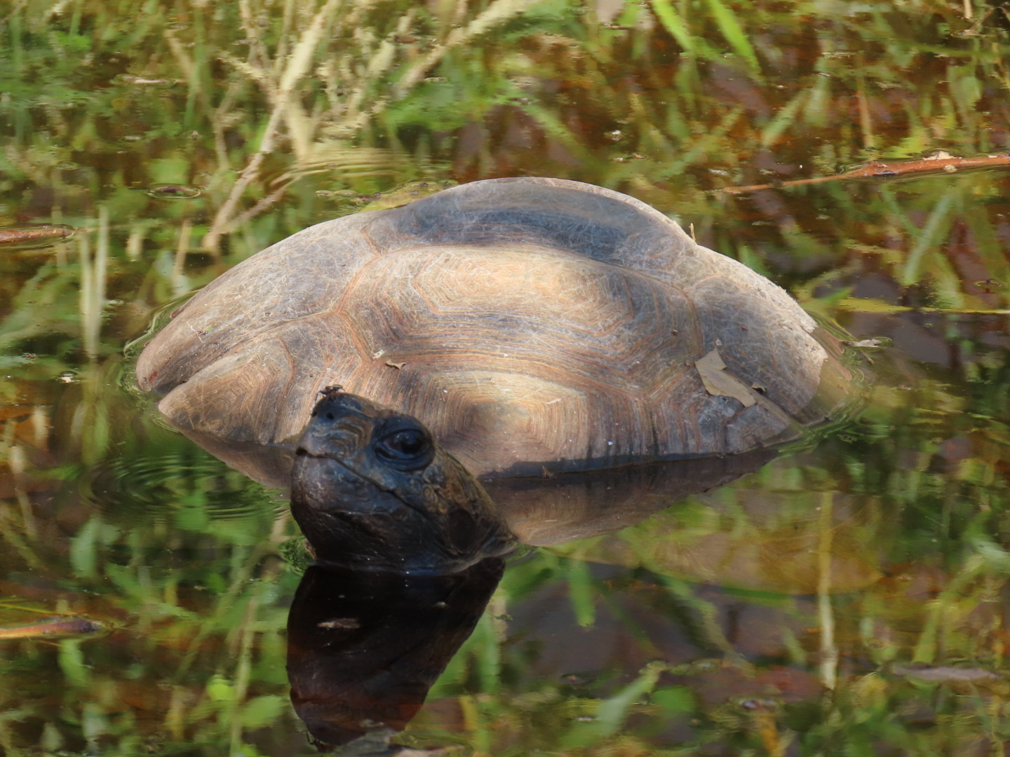 Asian Forest Tortoise