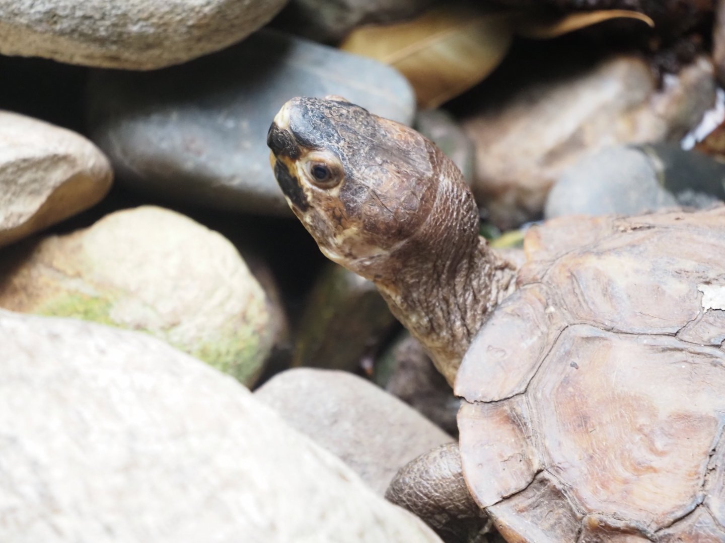 Asian Forest Tortoise