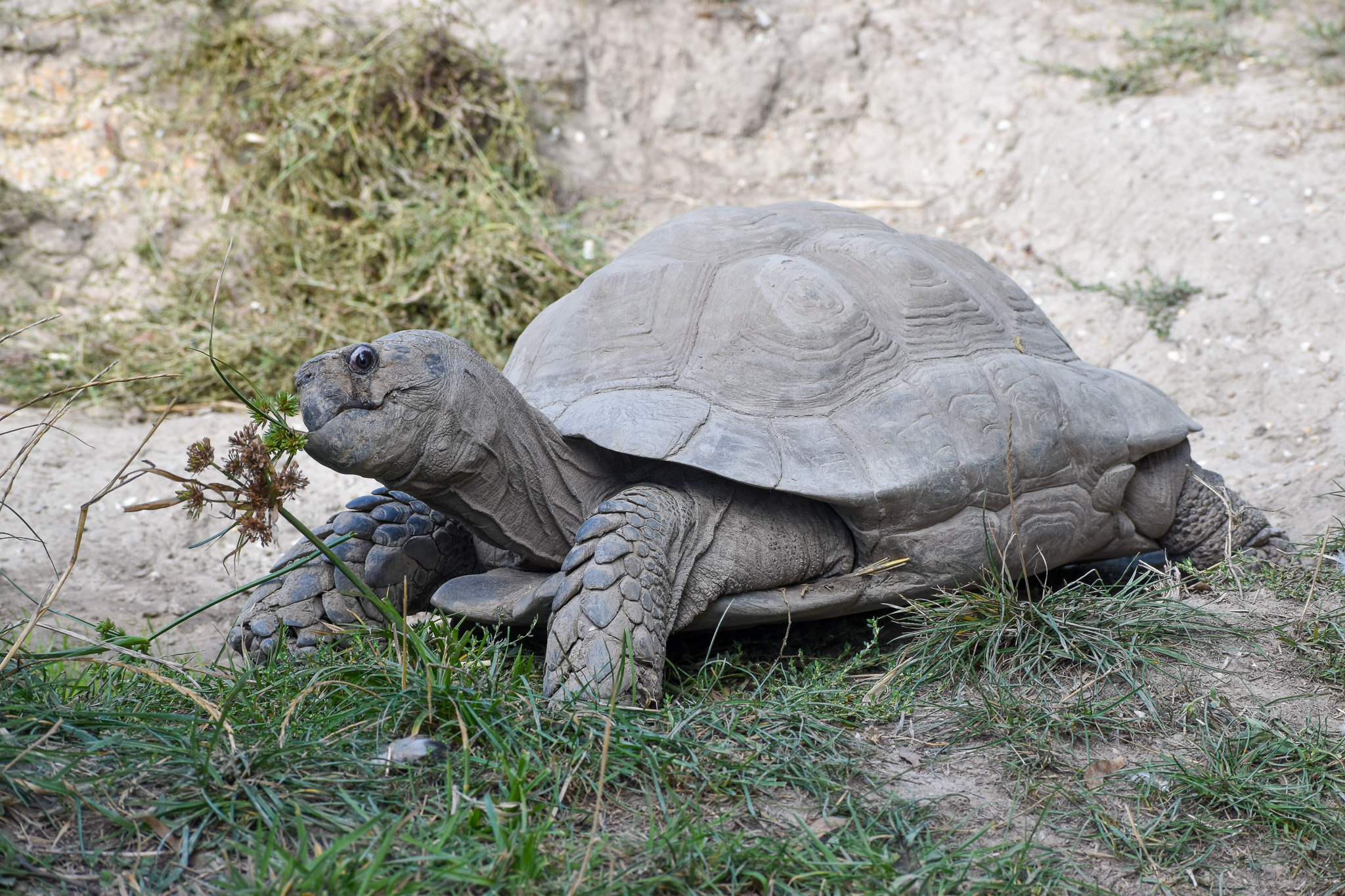 Asian Forest Tortoise