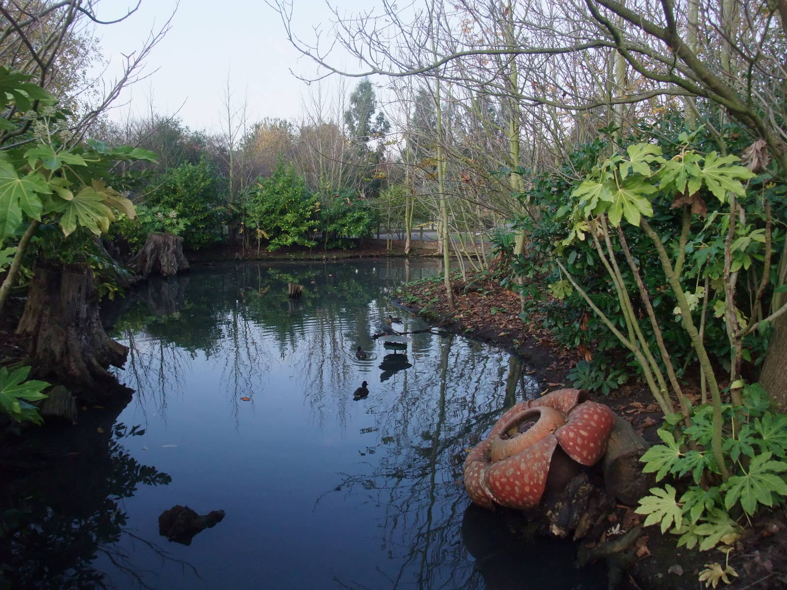 Asian Forest Waterfowl Pen at London WWT (Barnes), 15/11/11