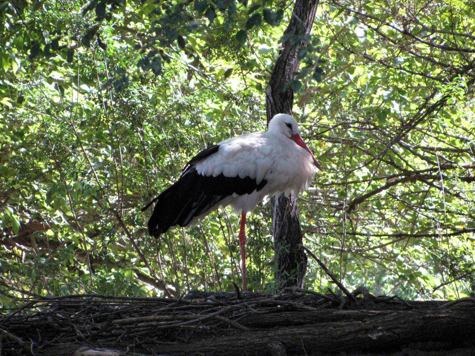 Asian Forest-White Stork