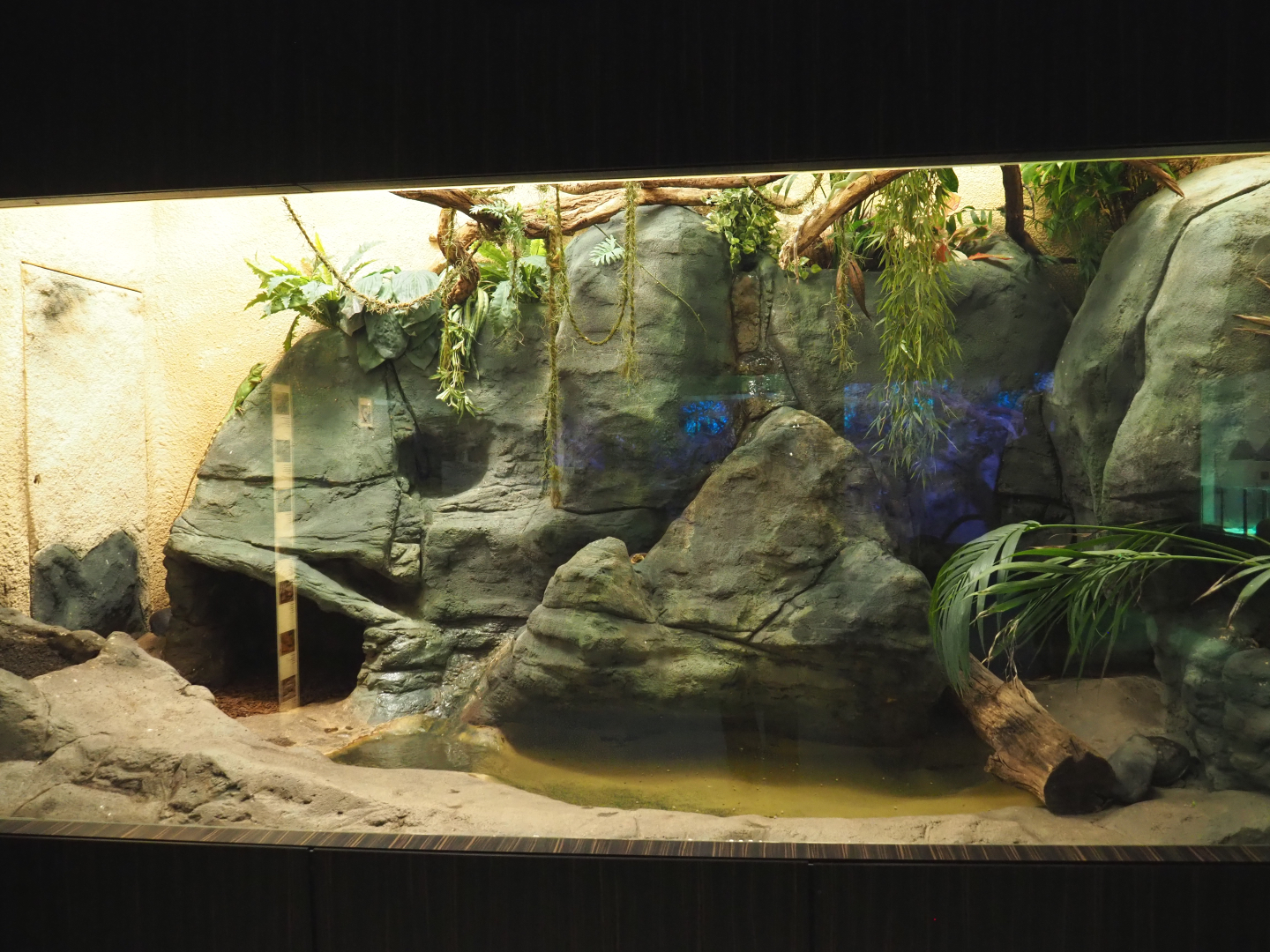 Asian forests mixed terrarium, 2020-09-20