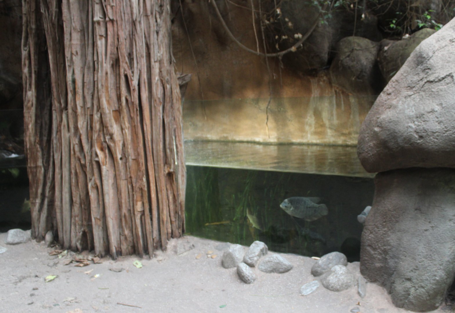 Asian freshwater aquarium in Elephant-house