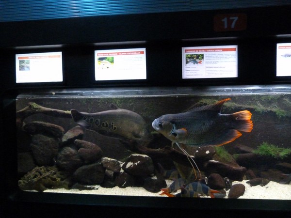 Asian freshwater aquarium