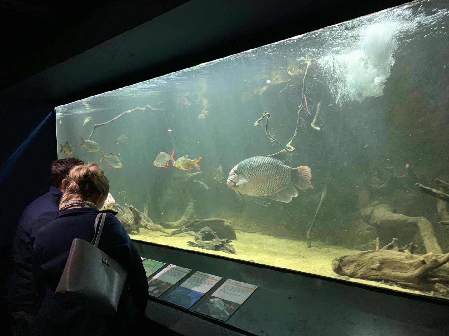 Asian Freshwater Fish Tank at London Zoo (2019)