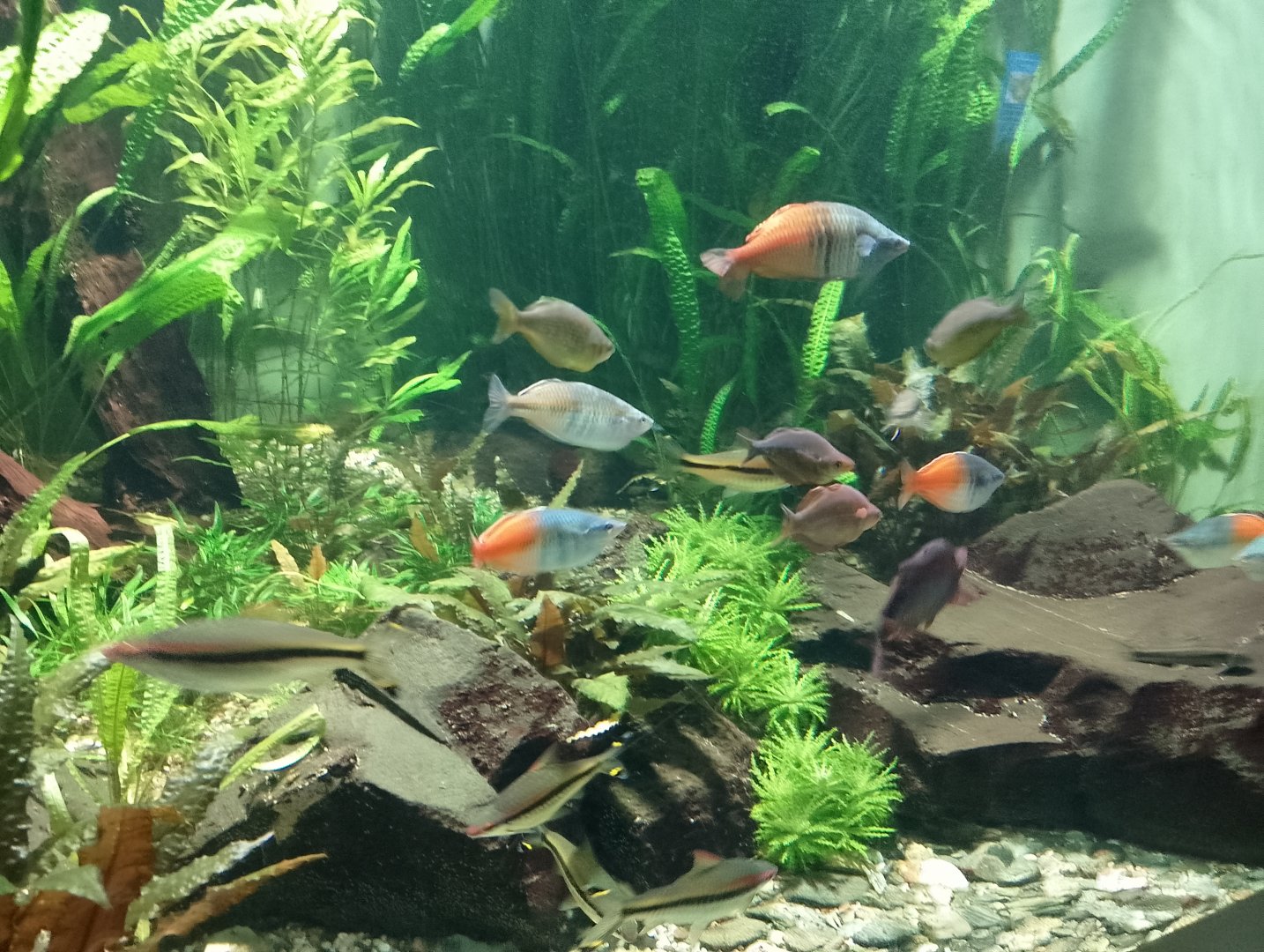 Asian freshwater fish