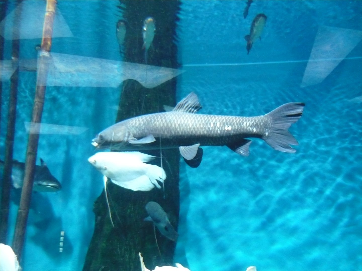 Asian freshwater fishes