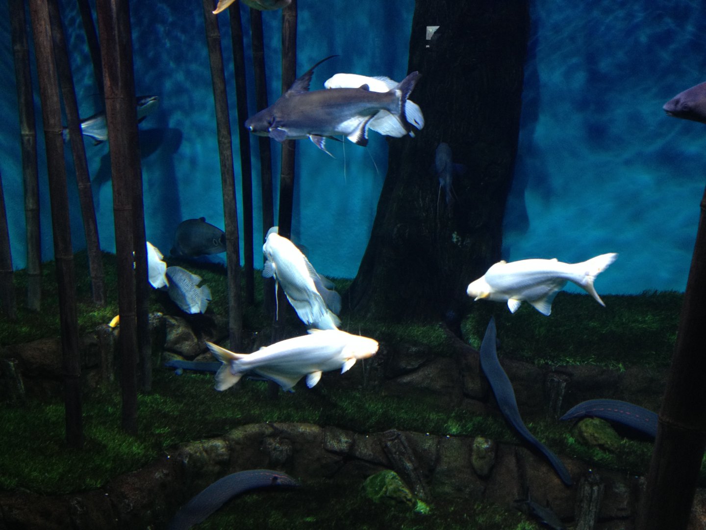 Asian freshwater fishes