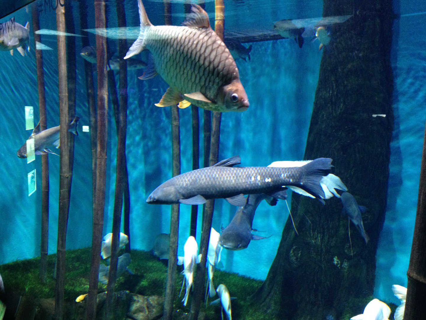 Asian freshwater fishes