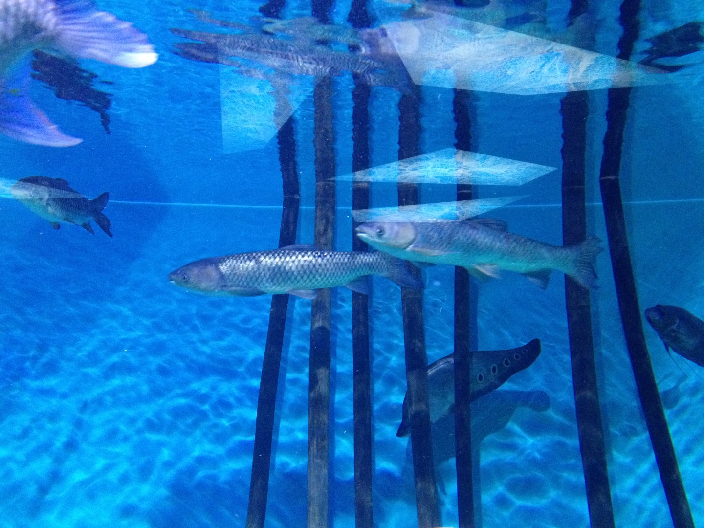 Asian freshwater fishes