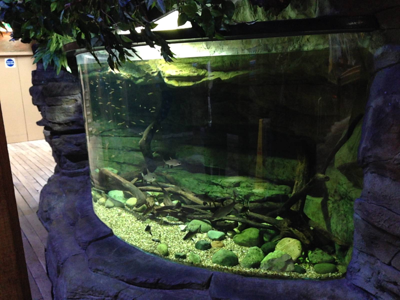 Asian Freshwater Tank at Blue Planet Aquarium - 05/10/2013