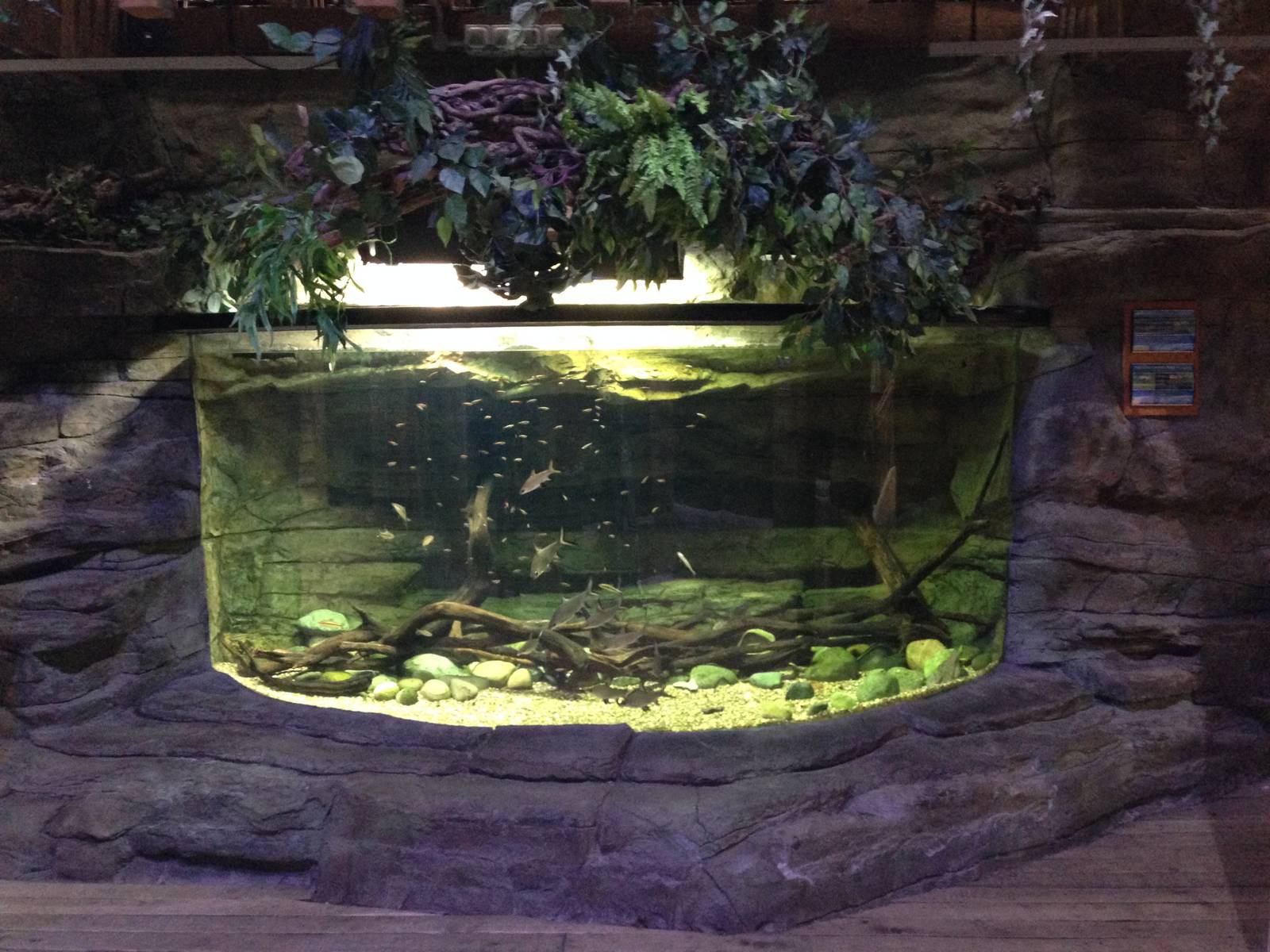 Asian Freshwater Tank at Blue Planet Aquarium - 05/10/2013