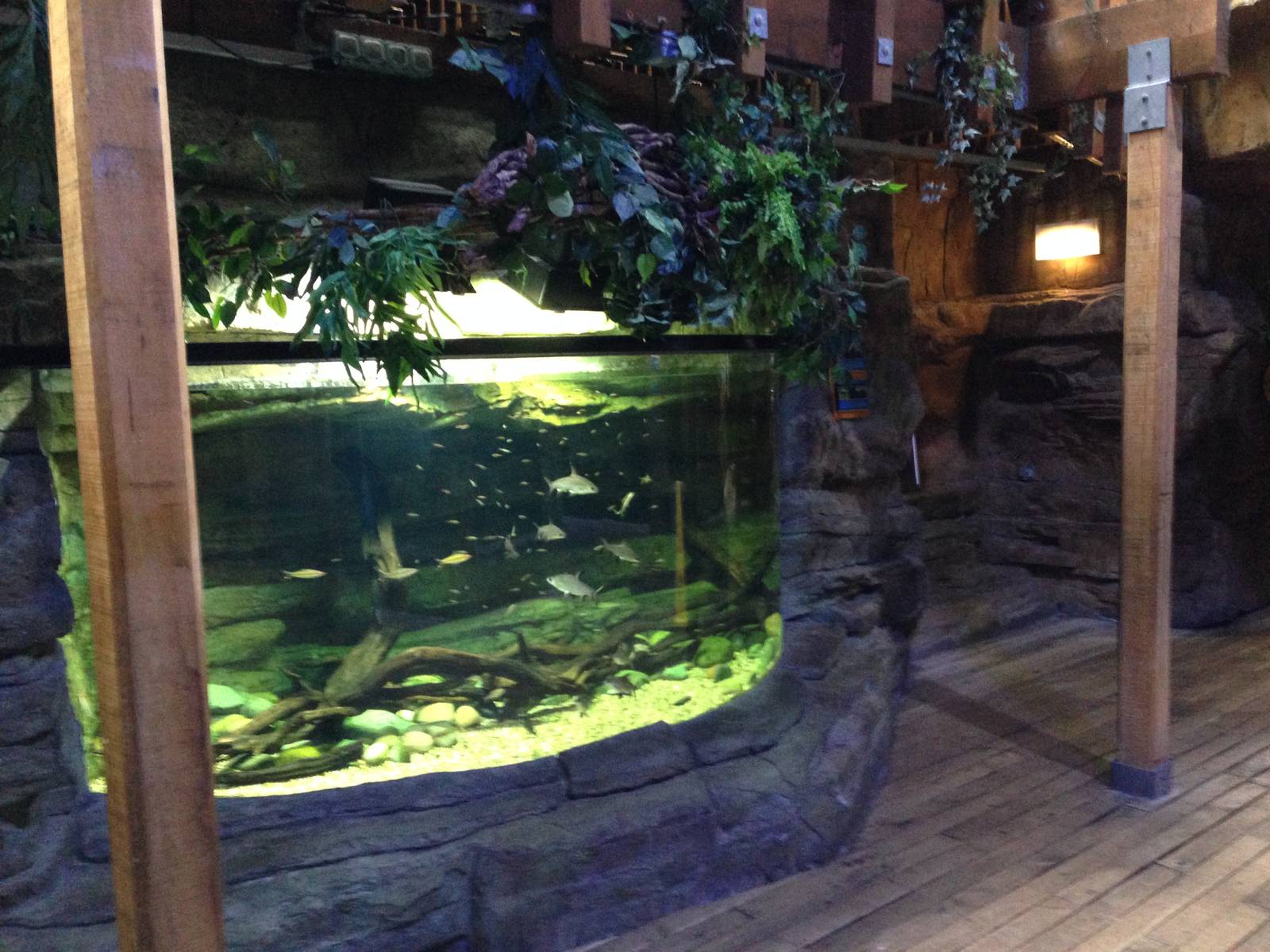 Asian Freshwater Tank at Blue Planet Aquarium - 05/10/2013