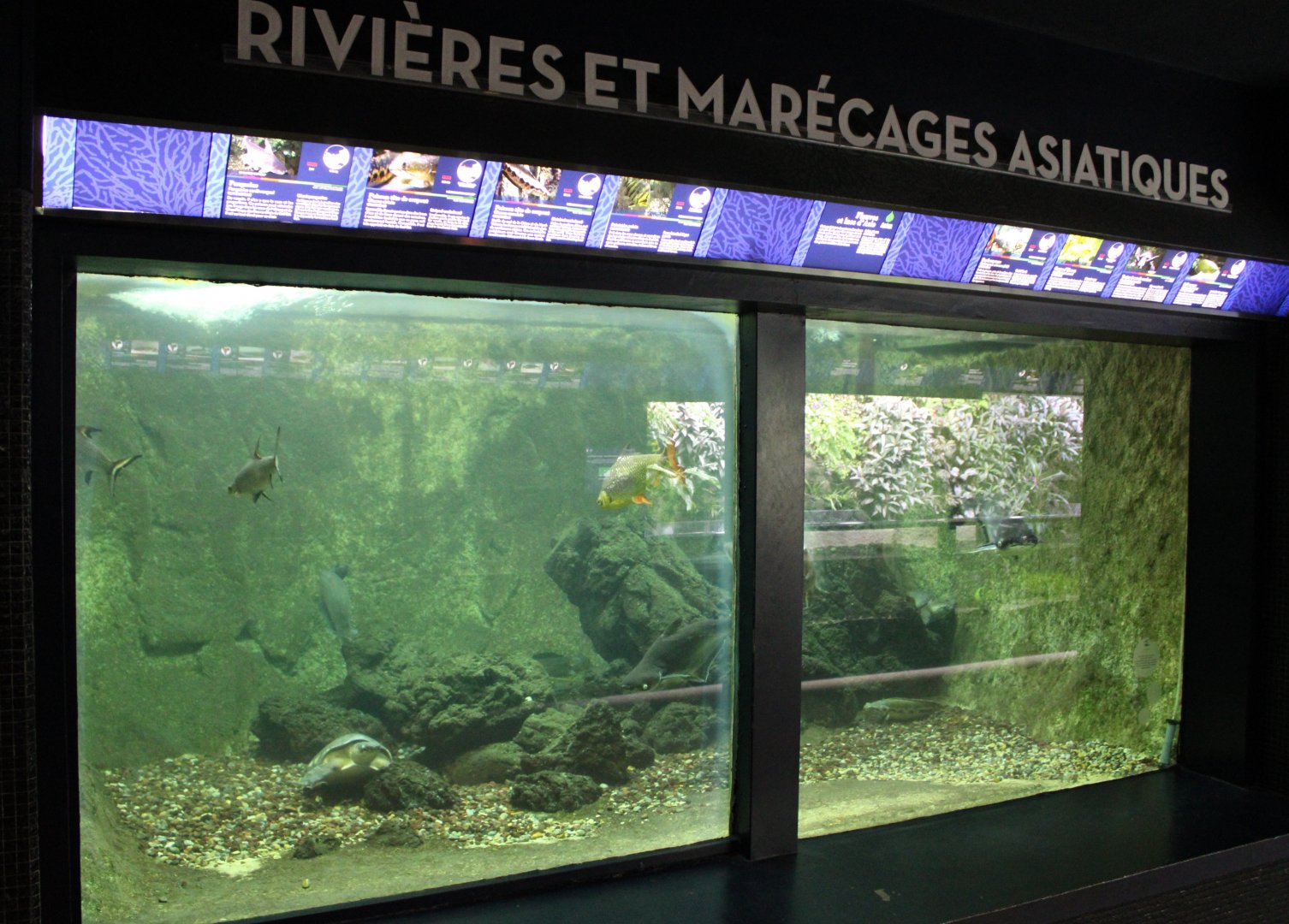 Asian freshwater tank - large species