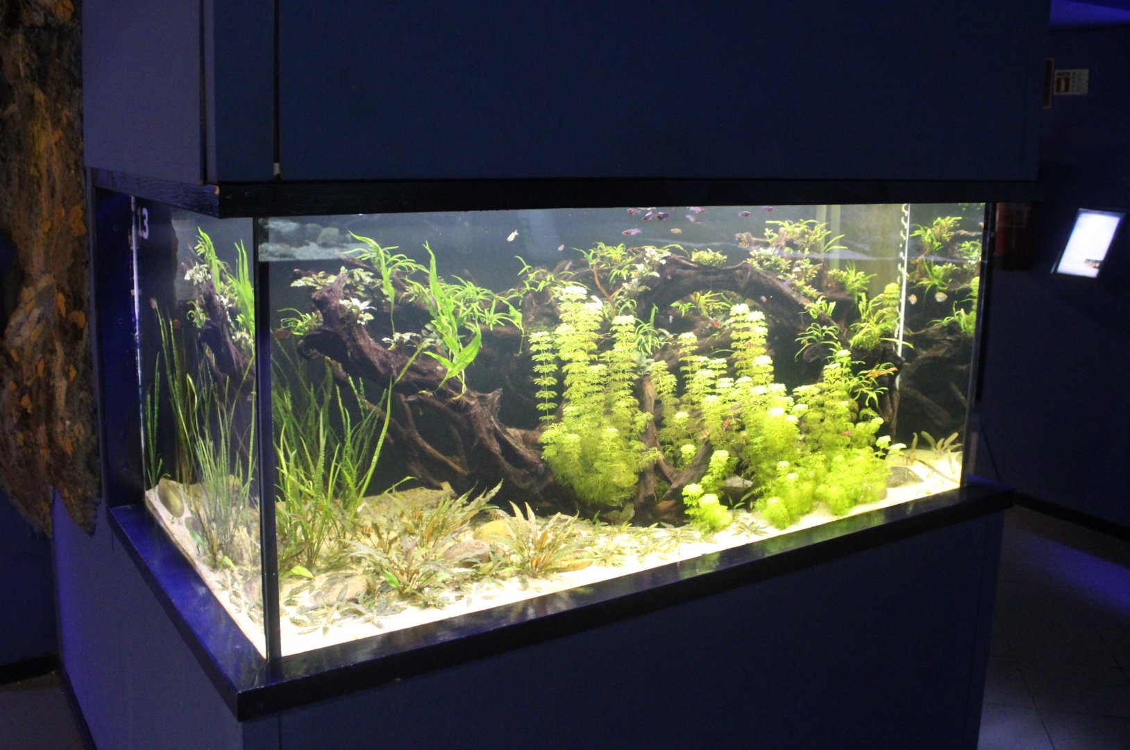 Asian freshwater tank