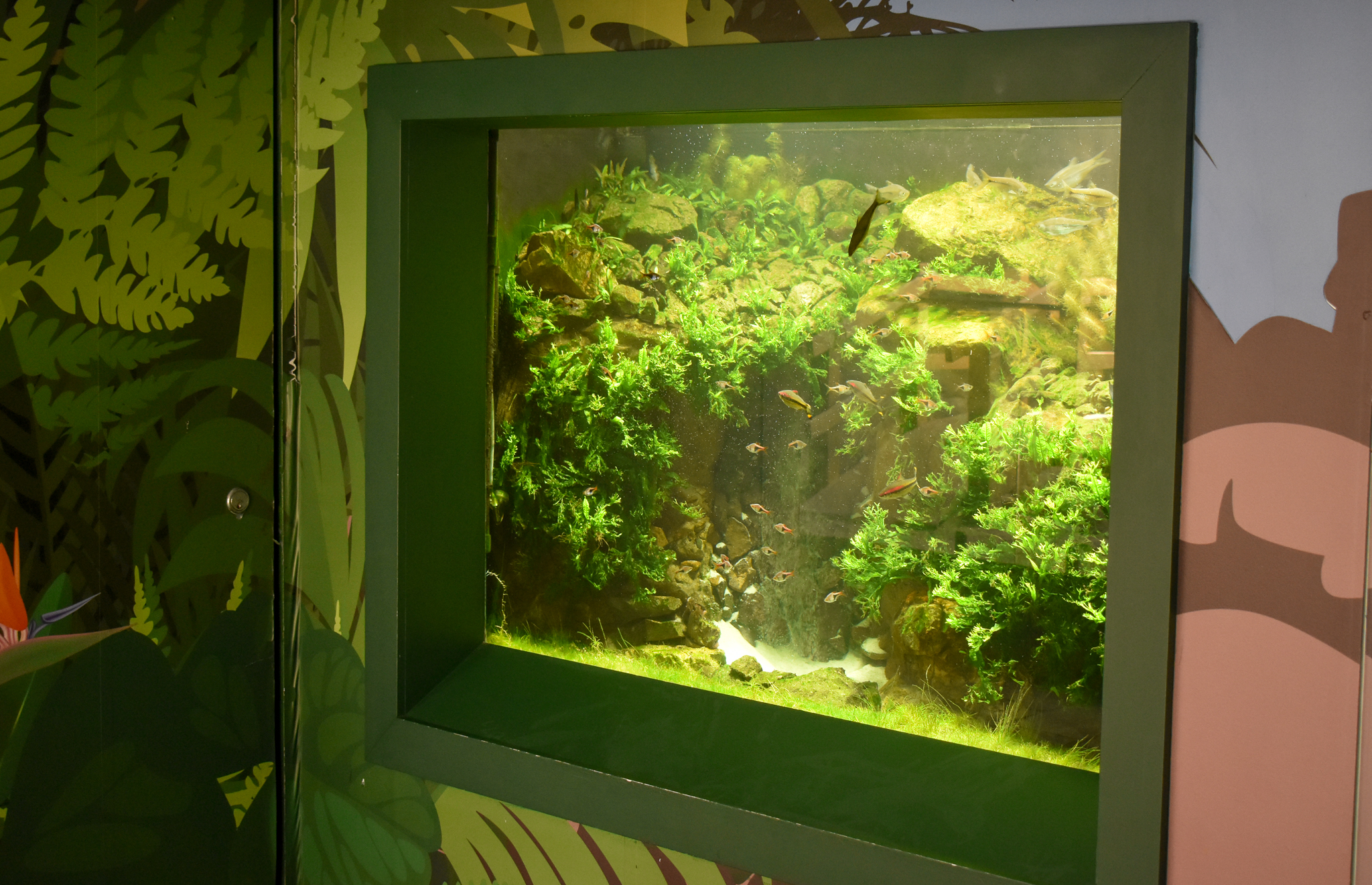 Asian Freshwater Tank