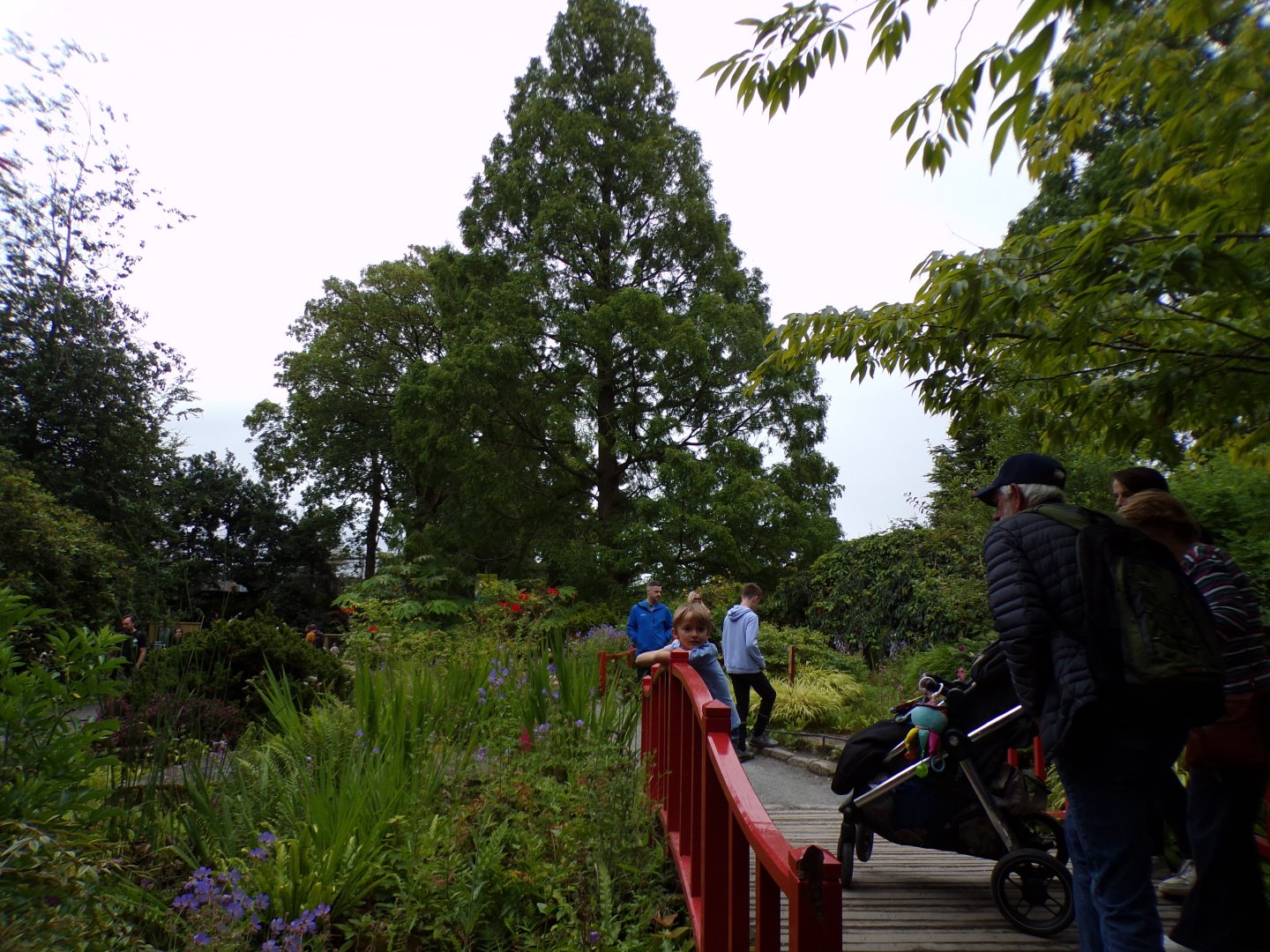 Asian garden 29.6.24