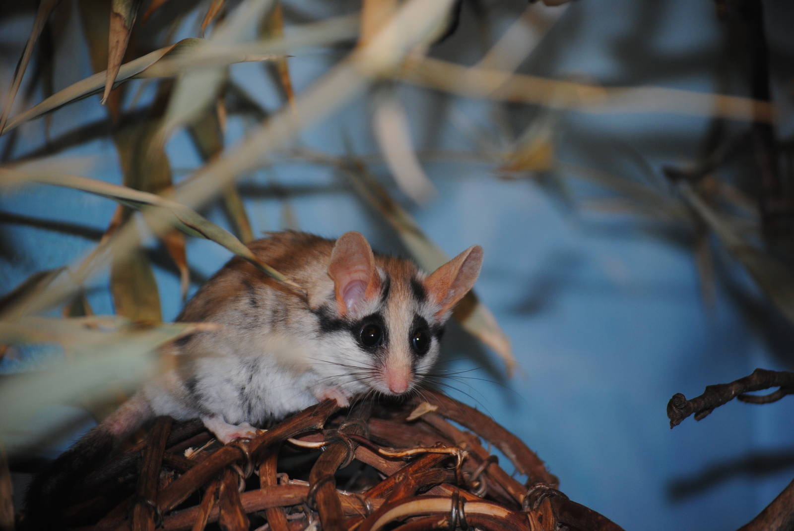Asian Garden Dormouse