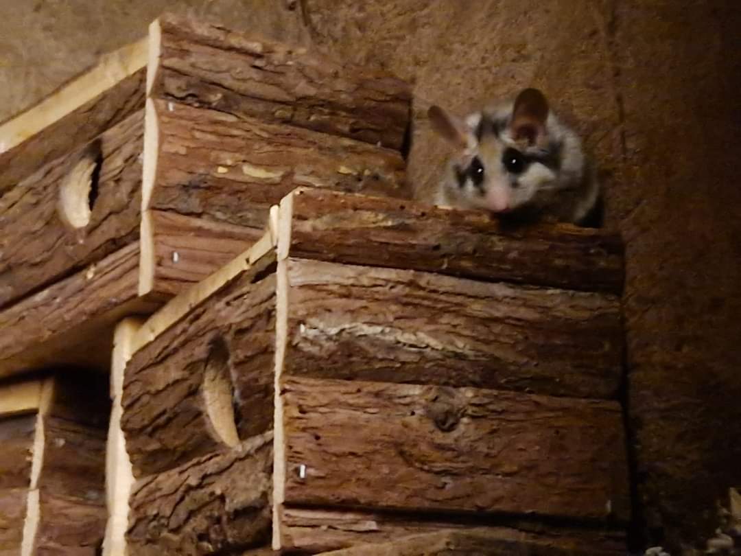 Asian garden dormouse