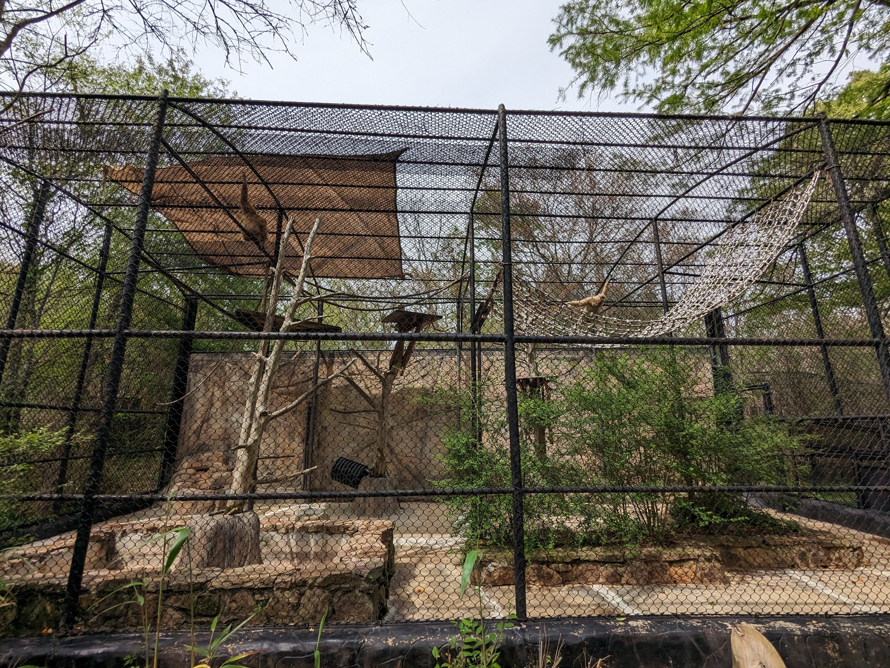 Asian Garden - Gibbon