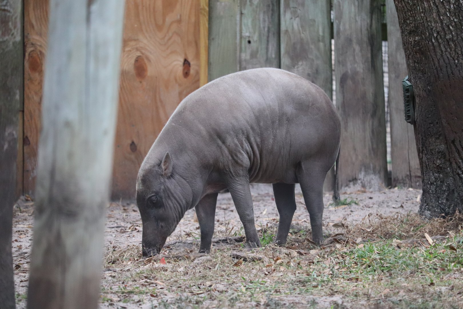 Asian Gardens - Babirusa