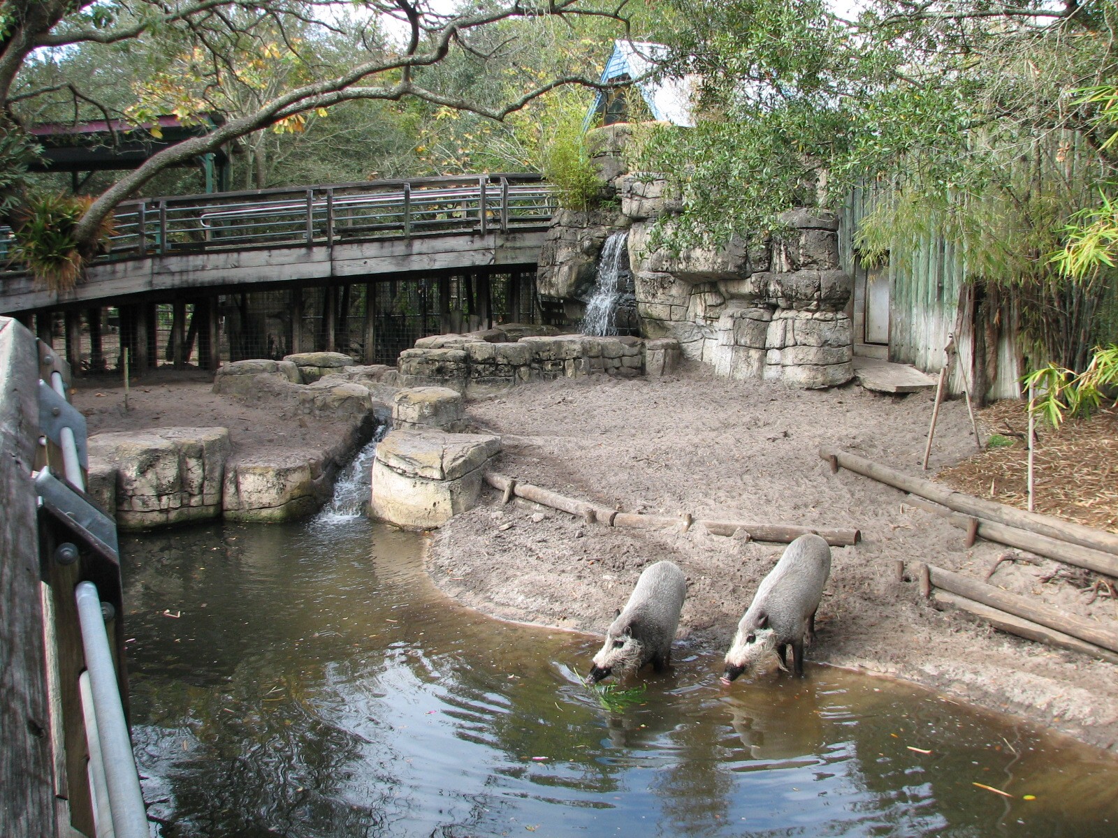 Asian Gardens Bearded Pig Exhibit