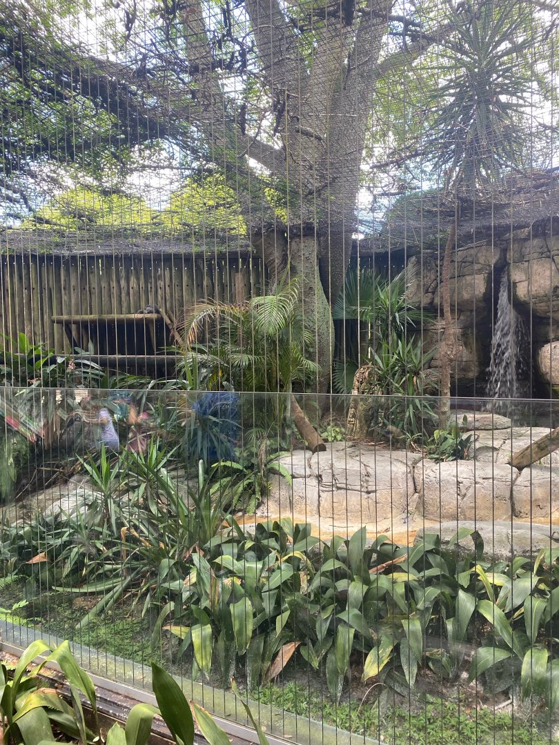 Asian Gardens- Binturong Exhibit