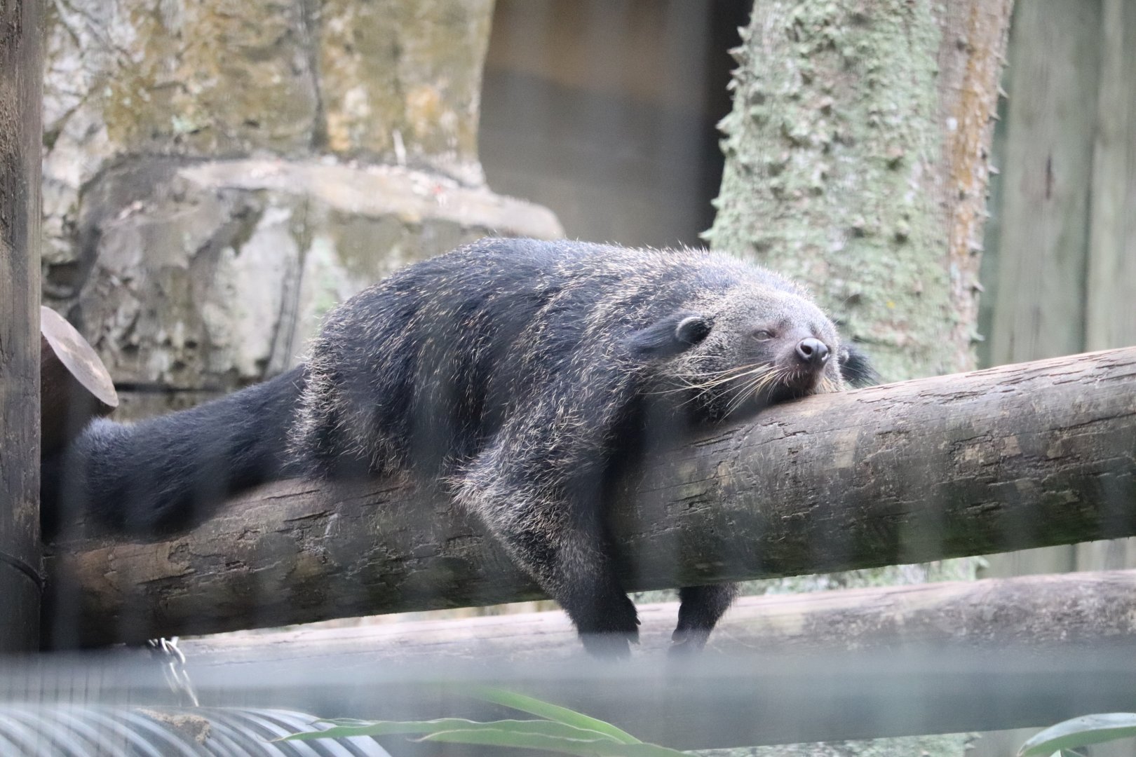 Asian Gardens - Binturong